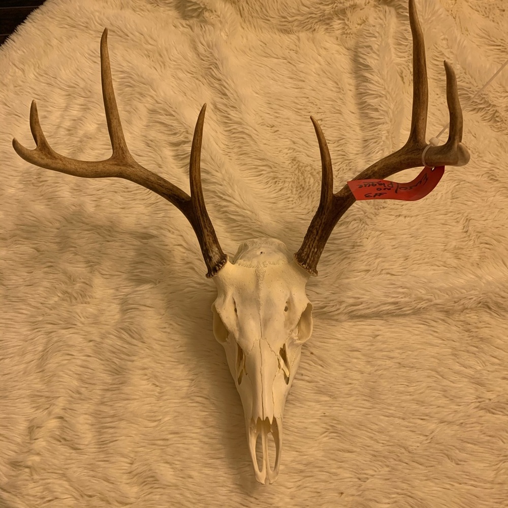 Skeleton of deer head. Amazing